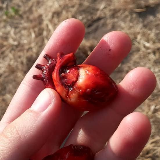 Анатомическое сердце из полимерной глины. Красное